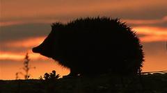 Hedgehog among four chosen animals to feature on your new banknotes — BBC Business, Williston Business news